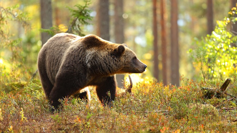 En björn i skogen.