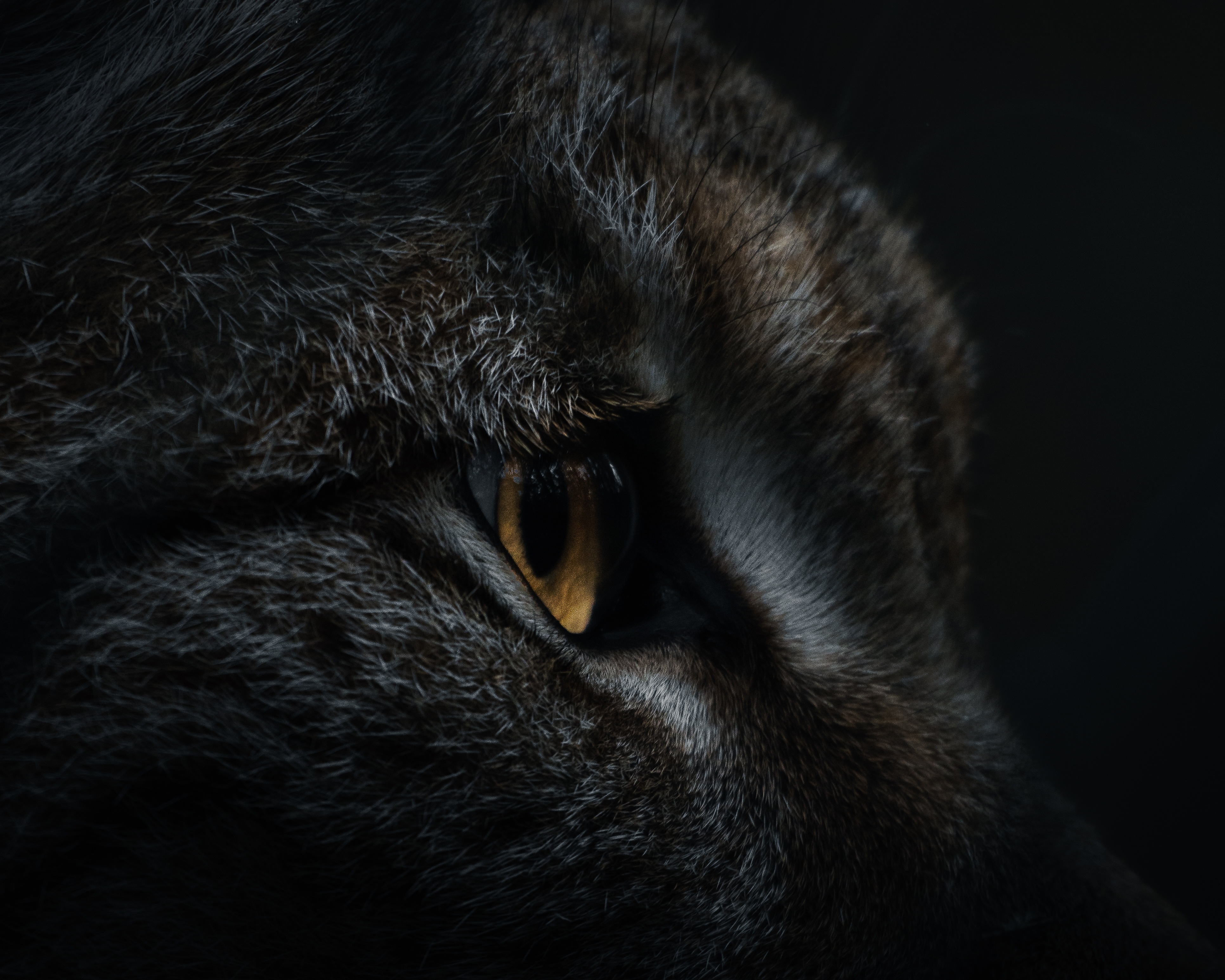 Närbild på lodjur.