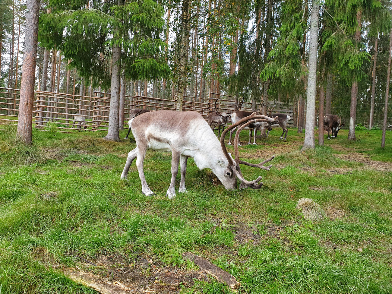 Slädren i Rovaniemi