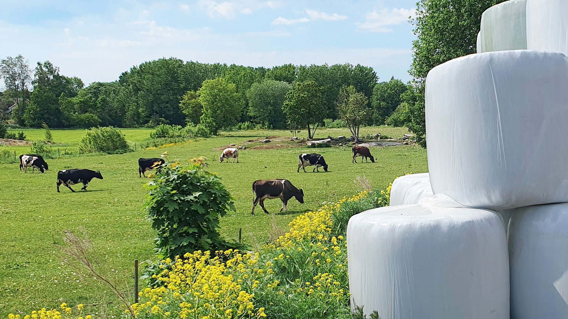 Kor på bete, vita ensilage i förgrunden.