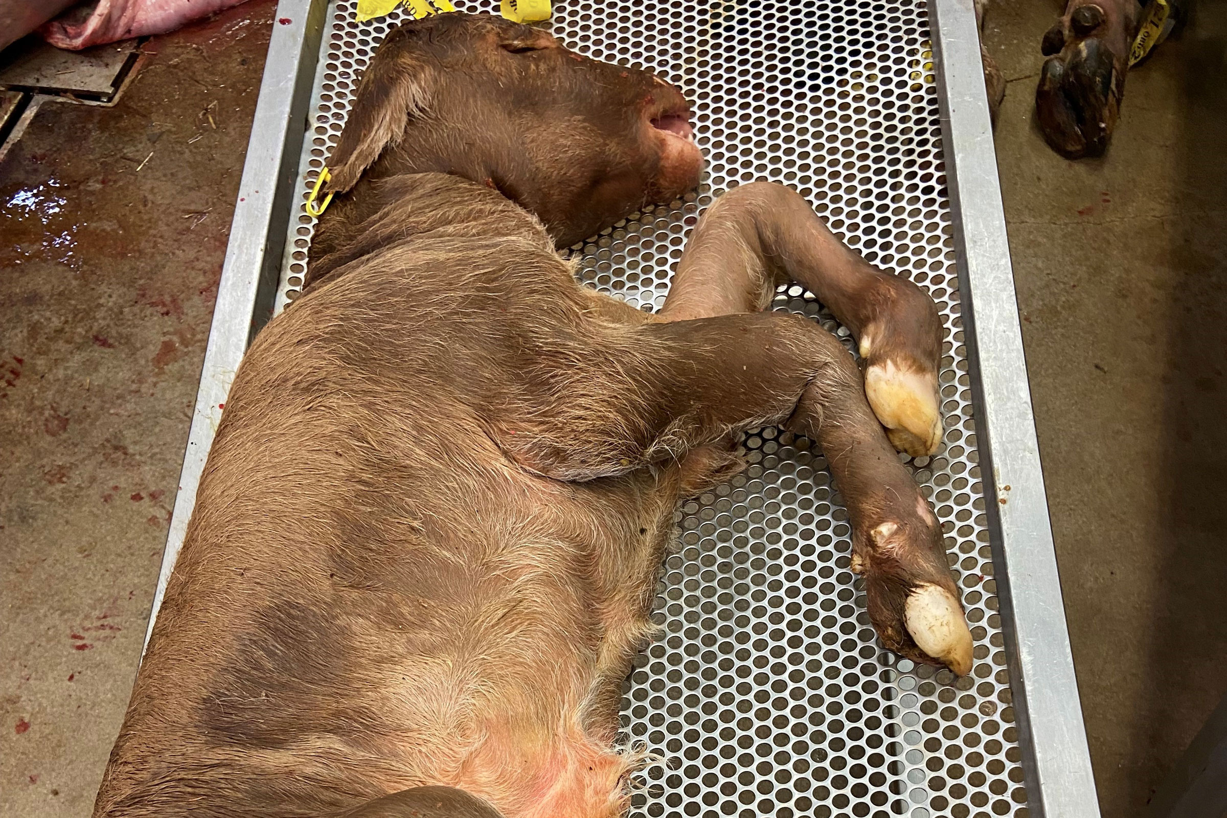 En brun död kalv ligger på ett stålrullbord. 