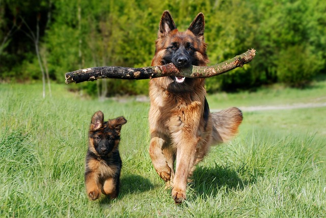 En vuxen schäferhund springer bredvid en valp samtidigt som den bär på en stor pinne.