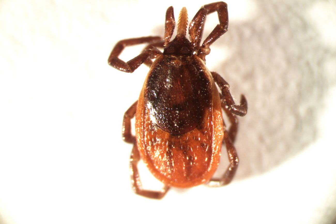 Tajgafästing (Ixodes persulcatus), hona.