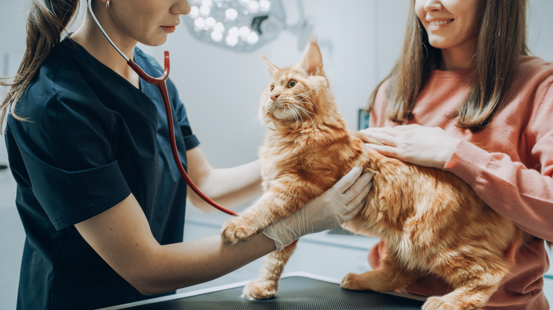 Veterinär använder handskar och kortärmad bussarong vid undersökning av katt på klinik.