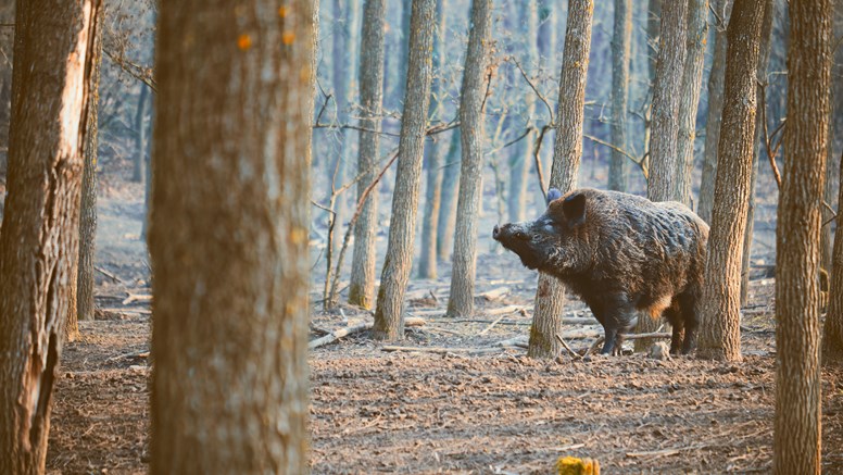 Vildsvin i en skog.