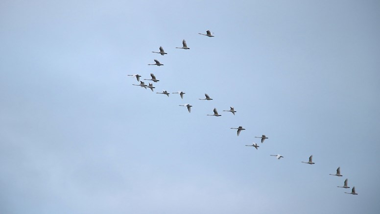 Svanar flyger högt på himlen i v-formation.