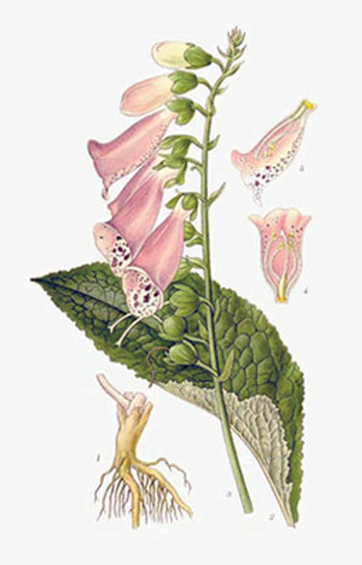 Illustration av fingerborgsblommans olika växtdelar.