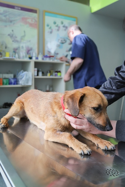 En hund besöker en veterinär