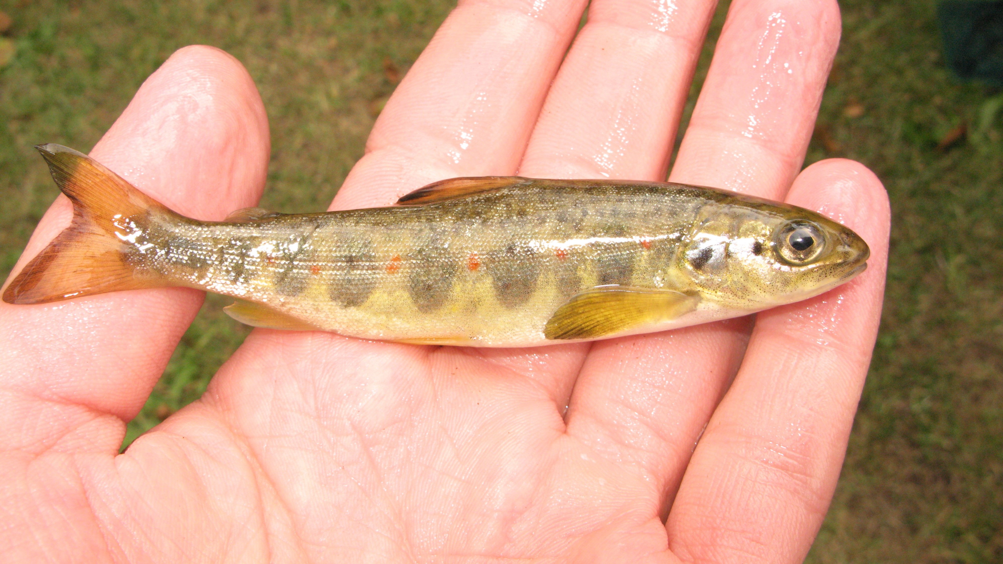Lax-unge som ligger i en hand, med gräs i bakgrunden.