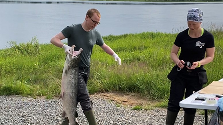 Lax bärs fram till provtagning.