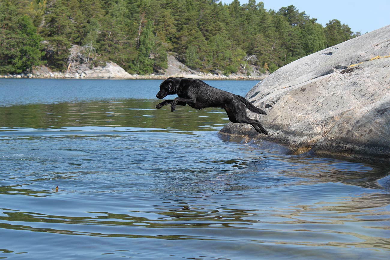 En hund hoppar i en sjö.