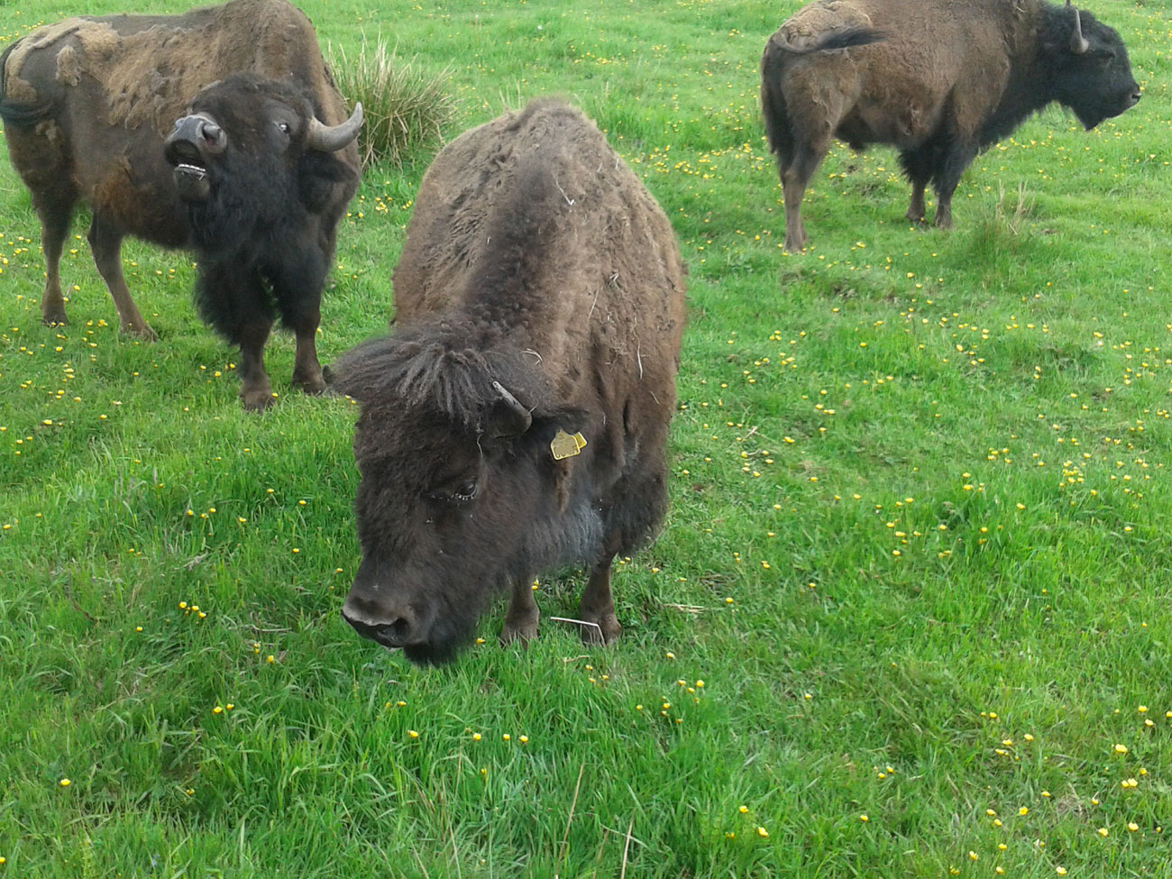 Amerikansk bison betar gräs i svensk hage.