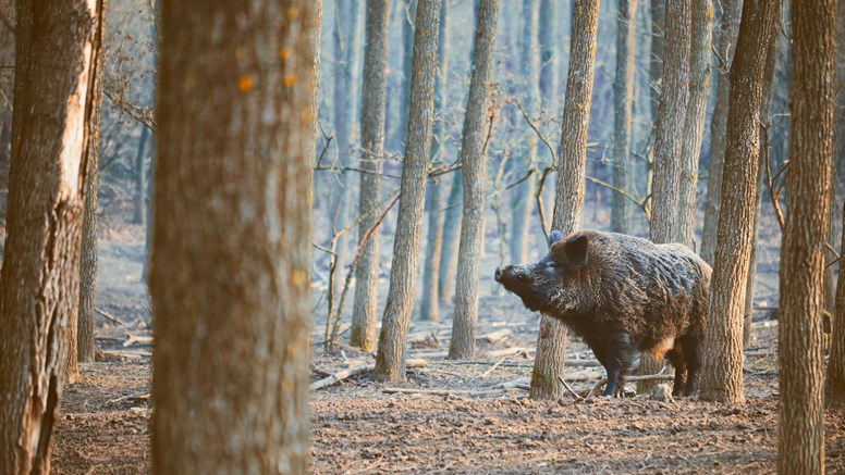 Vildsvin bland stammar i skog.