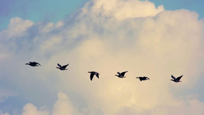 Sträck med flyttfåglar mot himlen.