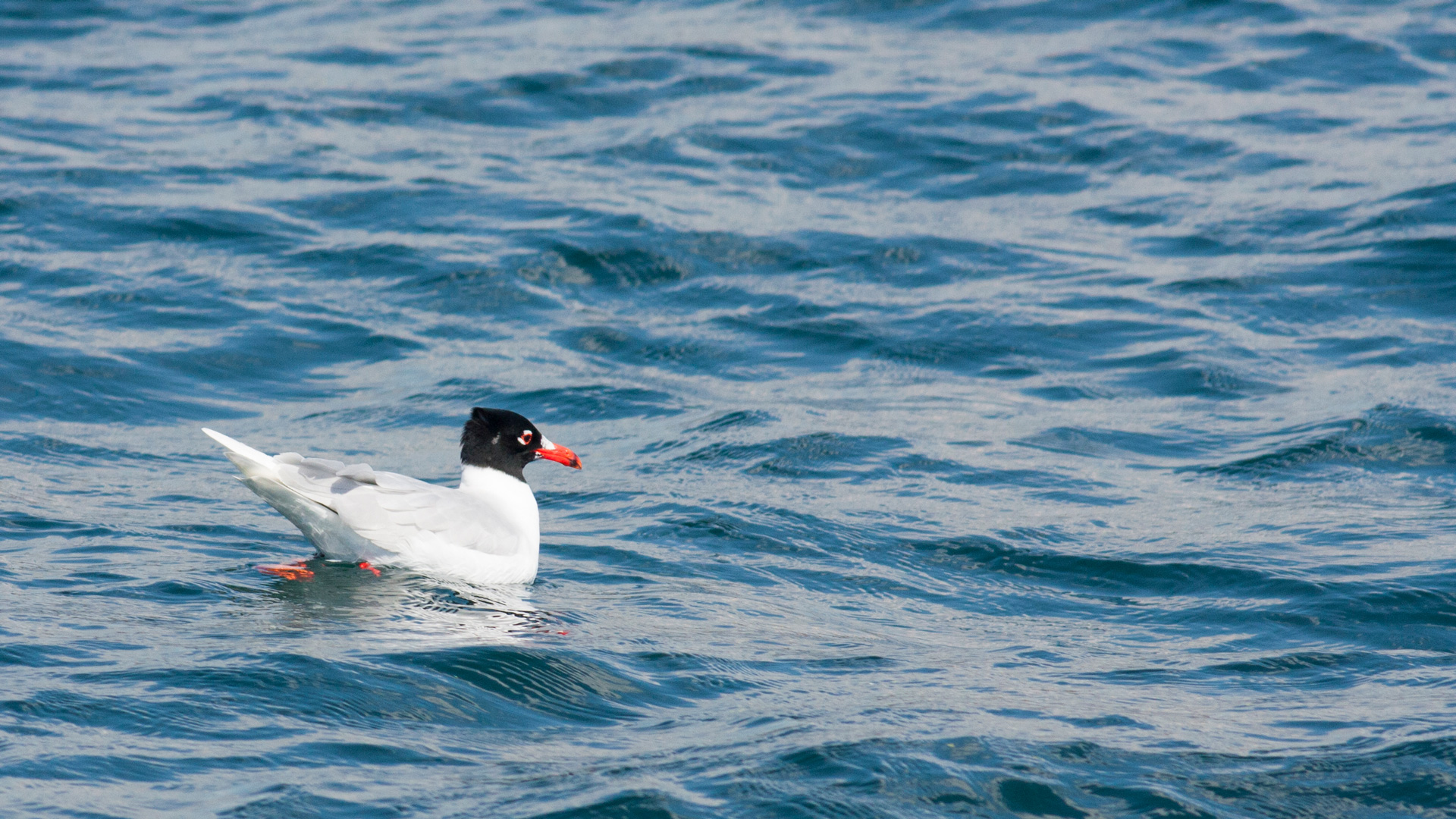 Mås som simmar på små vågor.