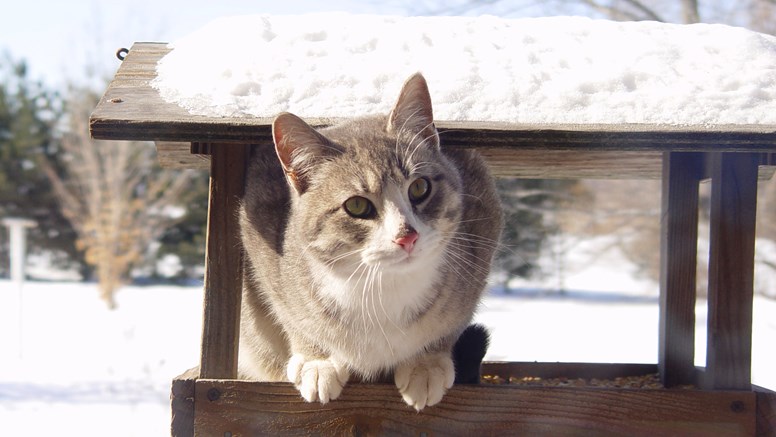 Katt sitter på fågelbord i vinterlandskap.